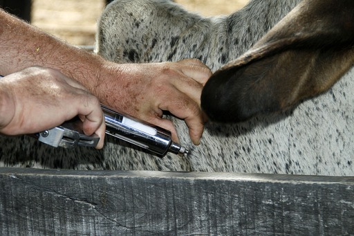 normal_1469040779AFTOSA_copy