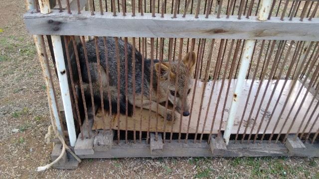 31072015 - Raposa capa