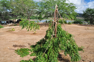 Árvore partida ao meio