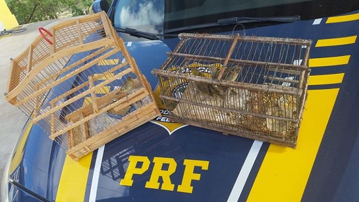 PRF resgata pássaros silvestres em Itaberaba