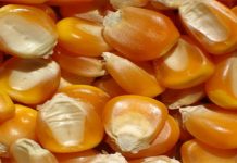 Itaberaba recebe milho para venda a pequenos criadores