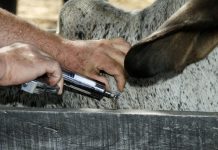 Vacinação contra febre aftosa alcança 96% de cobertura em Itaberaba