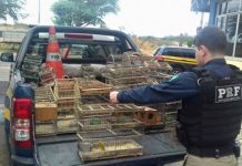 PRF resgata pássaros silvestres criados em cativeiro em Itaberaba
