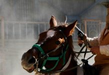 Bandidos montados em cavalos fazem assaltos em Itaberaba