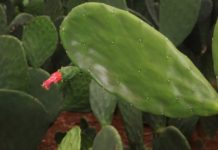 Programa da SDR distribui mudas de palma em Itaberaba