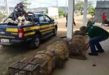 PRF e MP/BA realizam operação de combate a crimes ambientais em Itaberaba