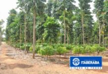 Itaberaba é pioneira no plantio de cacau no Médio Paraguaçu