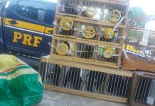 PRF apreende quase 30 aves silvestres dentro de ônibus na BR 242