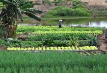 Itaberaba prorroga inscrições para o Garantia-Safra