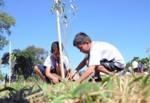 Itaberaba celebrará o Dia da Árvore com plantio de mudas na Primavera