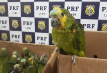 PRF resgata 127 aves dentro de veículo na BR 242