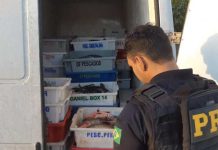 PRF flagra mais de 1.200 quilos de pescado transportados irregularmente na BR-242