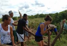 Aipim gigante, com quase 5 metros, surpreende agricultores de Itaberaba