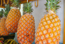 Embrapa realiza Seminário em parceria com Prefeitura de Itaberaba