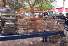 Operação resgata mais de 200 animais silvestres em Itaberaba e outras 9 cidades da região