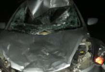 Veículo com 4 ocupantes atropela vaca na BA-052, em Ipirá