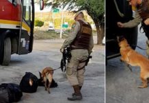 Policiamento é intensificado e cão é utilizado em revista de veículos em Itaberaba