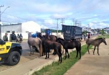 PRF e Secretaria de Trânsito e Saúde de Itaberaba retiram animais soltos às margens da BR 242