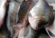 Prefeitura de Itaberaba antecipa entrega dos Peixes na Semana Santa