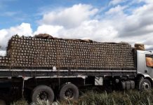 Agricultores familiares de Itaberaba esperam aumento de 50% na produção de abacaxi SDR