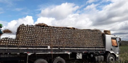 Agricultores familiares de Itaberaba esperam aumento de 50% na produção de abacaxi SDR