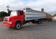 PRF recupera 18 cabeças de gado furtadas de fazendas da região da Chapada Diamantina