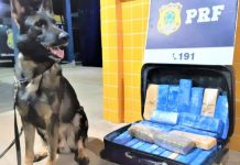 Três pessoas são presas e cerca de 22 kg de maconha são apreendidos em dois ônibus na BR-242