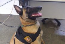 Cadela da Rondesp Chapada encontra drogas em terreno baldio em Itaberaba