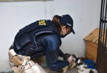 Mais de 30 filhotes de Shih-tzu achados em carro são transferidos de Itaberaba para Salvador