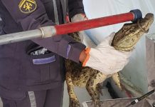 Bombeiros do 11ºGBM, de Itaberaba, capturam jacaré