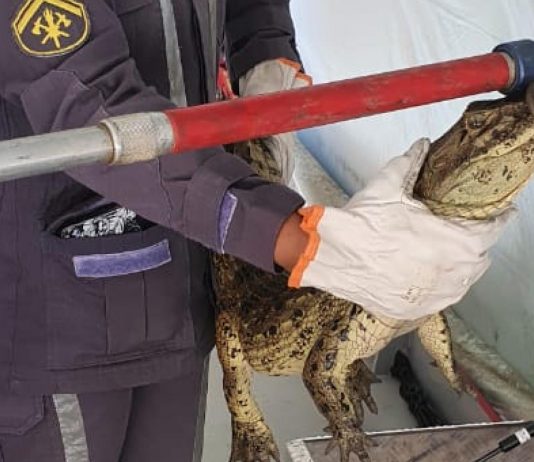 Bombeiros do 11ºGBM, de Itaberaba, capturam jacaré