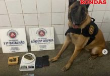 Aproximadamente meio quilo de maconha apreendido em ações da PM em Itaberaba