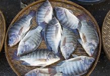 Prefeitura inicia, nesta quarta-feira (31), a entrega de peixes para a Semana Santa em Itaberaba