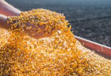 Itaberaba recebe 100 toneladas de milho para comercialização via ProVB