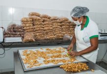 Cooperativa de Itaberaba dá início à colheita de abacaxi que promete ser a maior dos últimos 5 anos