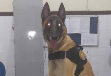 Drogas são localizadas em terreno por cadela da Rondesp, em Itaberaba