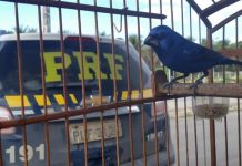 Homem é flagrado com 40 pássaros em Itaberaba