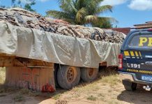 Policia apreende 18 mil Kg de couro bovino na BR-242