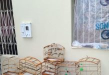 Cippa Lençóis apreende 12 pássaros, durante fiscalização, em Itaberaba
