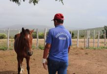 Órgãos de vigilância intensificam operações e endurecem punição para quem deixar animais soltos nas ruas, em Itaberaba