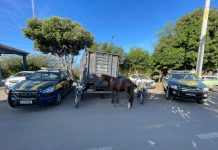 Operação conjunta retira animais soltos em rodovia e no perímetro urbano de Itaberaba