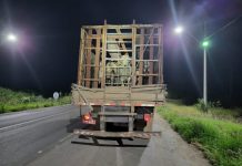 PRF flagra caminhão fazendo transporte irregular de gado em Itaberaba