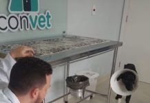 Cachorro espancado em Itaberaba é transferido para Salvador