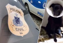 Homem, acusado de espancar cachorro, é preso em Itaberaba