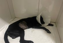 Suspeito de espancar cachorro a pauladas, em Itaberaba, tem prisão preventiva decretada