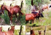 Em ação integrada, PRF e SMTT retiram animais soltos no perímetro urbano de Itaberaba