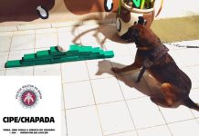 Cipe Chapada apreende grande quantidade de drogas em ônibus, em Ruy Barbosa