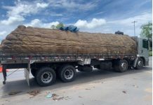 PRF retém carga de melancia sem nota fiscal na BR-242