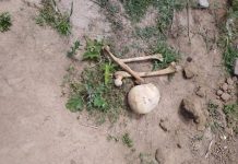 Crânio humano é encontrado em terra vegetal na cidade de Santo Estêvão