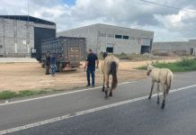 PRF e SMTT intensificam recolhimento de animais na BR-242, em Itaberaba